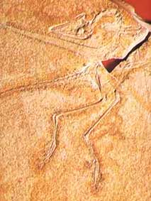 Archaeopteryx aus dem Altmühltal